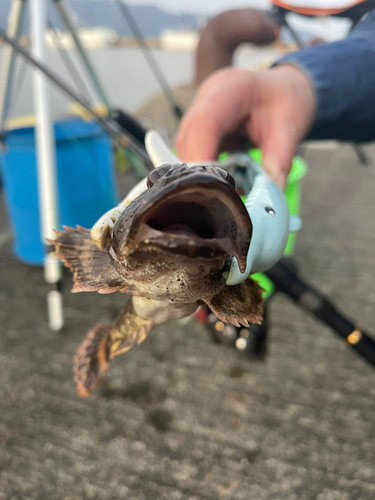 カジカの釣果