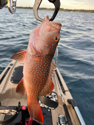 釣果