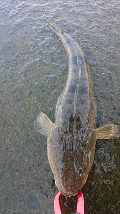 マゴチの釣果