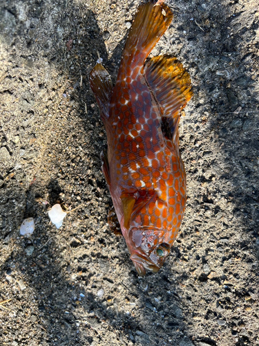 アコウの釣果