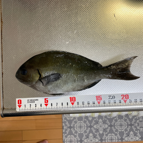 メジナの釣果