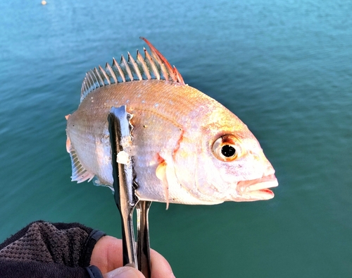 チャリコの釣果