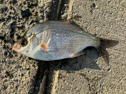 ウミタナゴの釣果