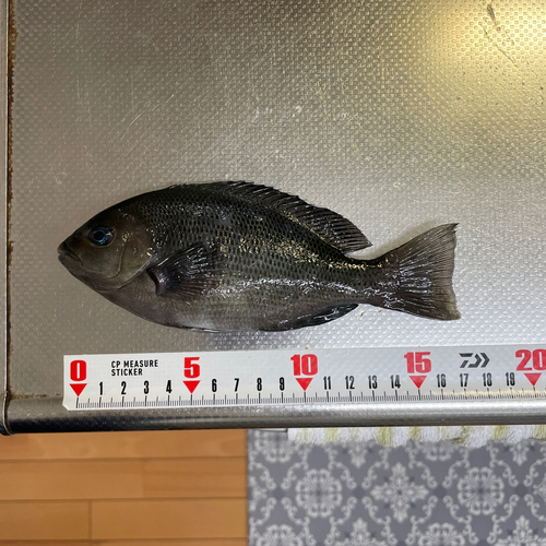 メジナの釣果