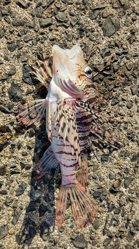 ミノカサゴの釣果