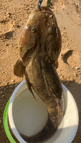 マゴチの釣果