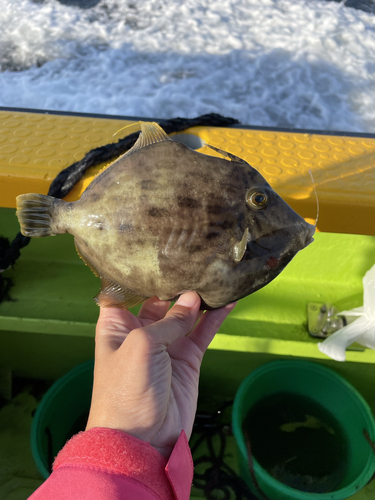 カワハギの釣果