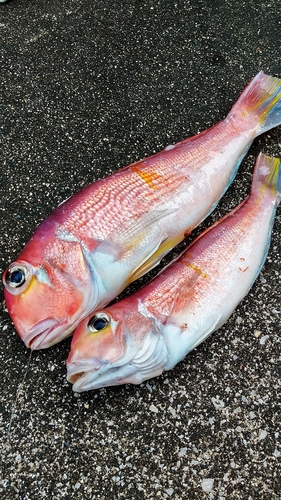 アマダイの釣果