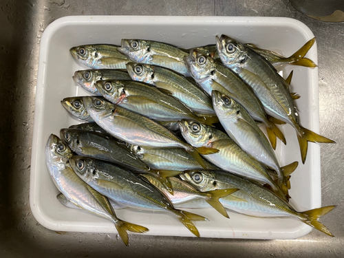 アジの釣果