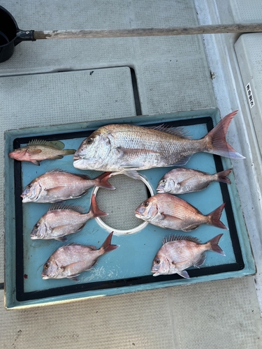 マダイの釣果