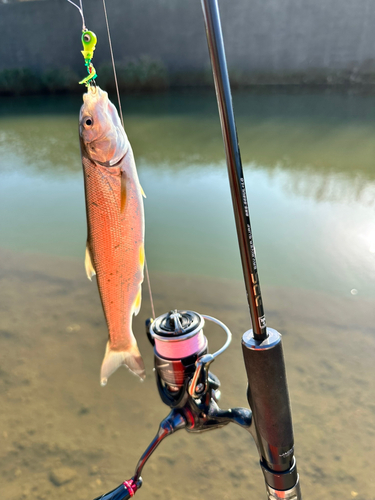 ウグイの釣果