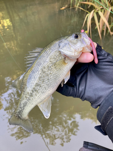 ラージマウスバスの釣果