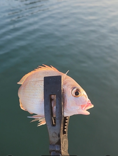 チャリコの釣果