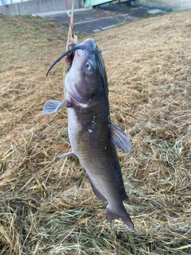 アメリカナマズの釣果