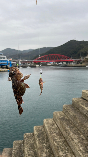 アラカブの釣果