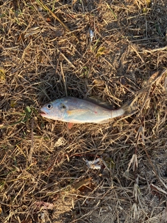 シログチの釣果