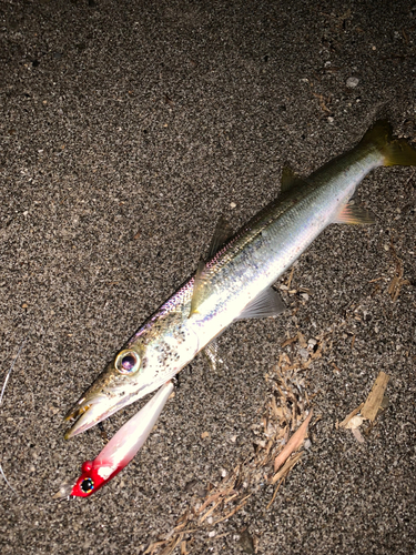 カマスの釣果