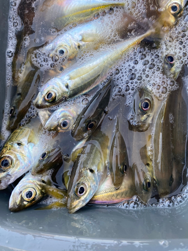 タケノコメバルの釣果