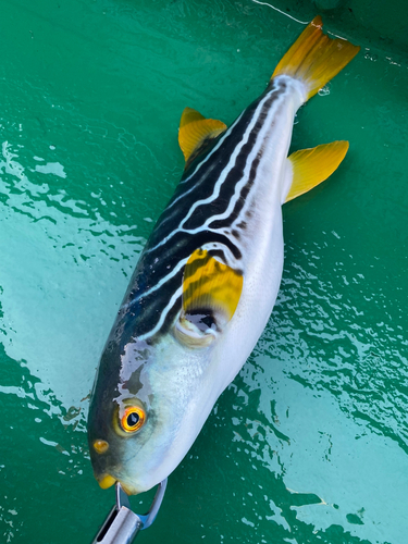 シマフグの釣果