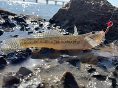 ハゼの釣果