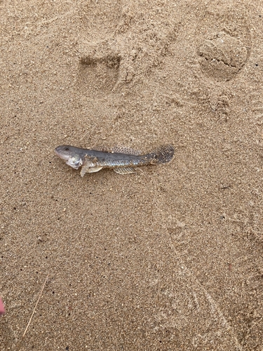 マハゼの釣果