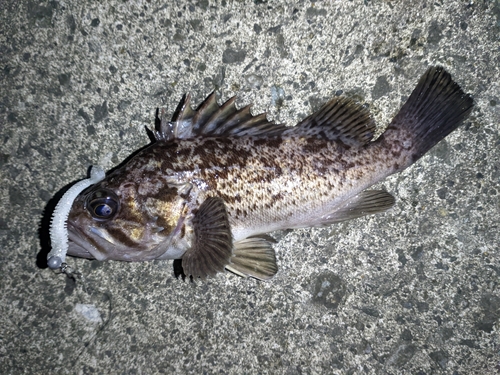 クロソイの釣果