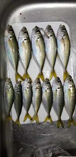 アジの釣果