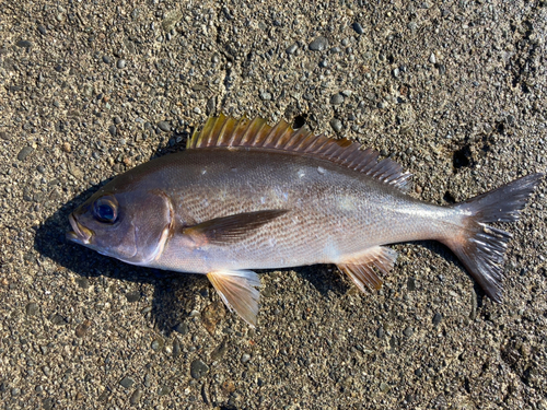 イサキの釣果