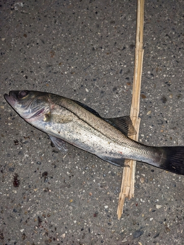 セイゴ（ヒラスズキ）の釣果