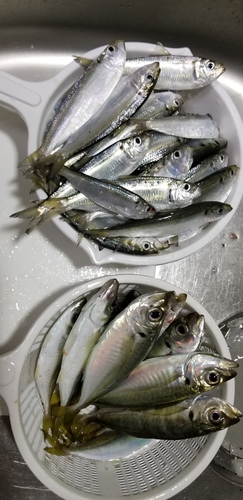 カタボシイワシの釣果