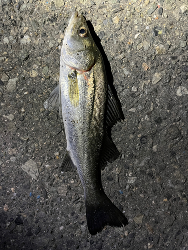 セイゴ（マルスズキ）の釣果