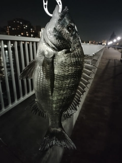 クロダイの釣果