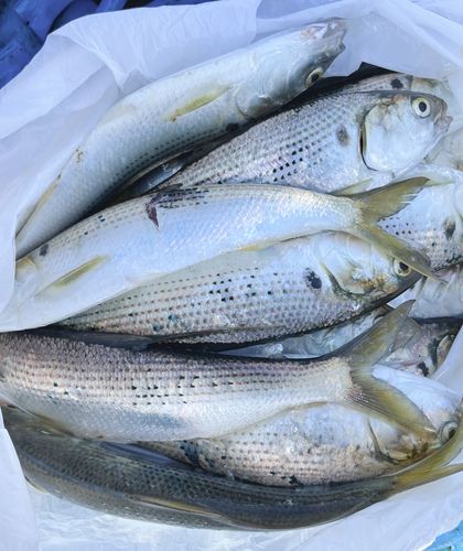 コノシロの釣果