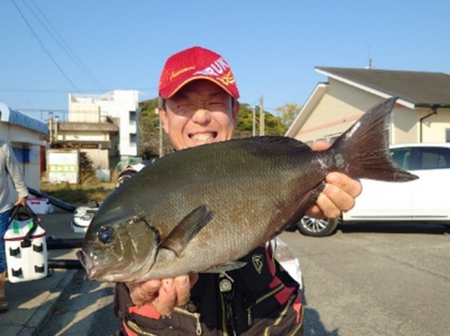 オナガグレの釣果