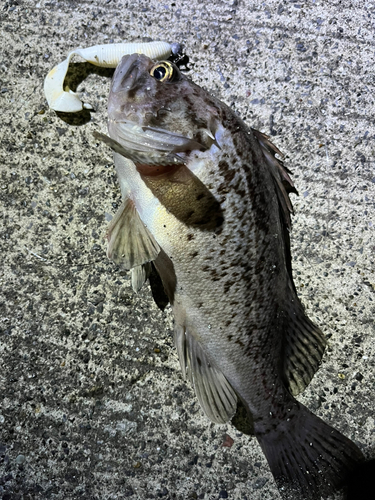 クロソイの釣果