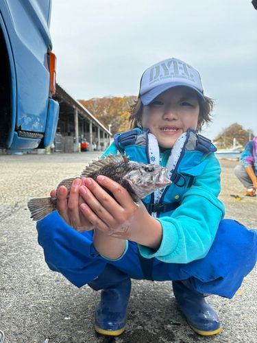 クロソイの釣果