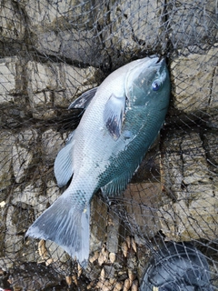 クチブトグレの釣果