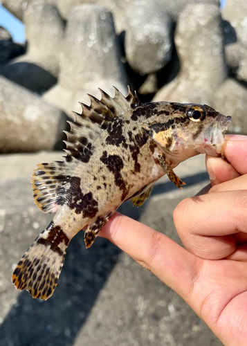 タケノコメバルの釣果