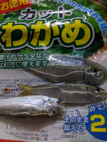 サッパの釣果