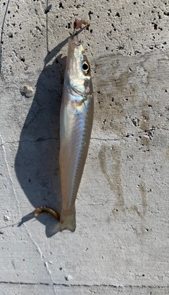 シロギスの釣果