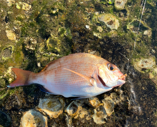 チャリコの釣果