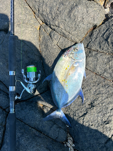 ナンヨウカイワリの釣果