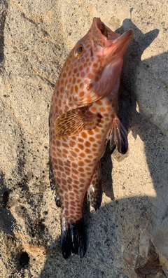 オオモンハタの釣果