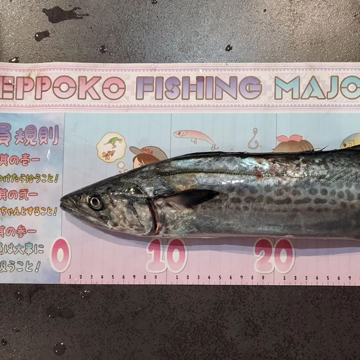 つりさゆさんの釣果 2枚目の画像