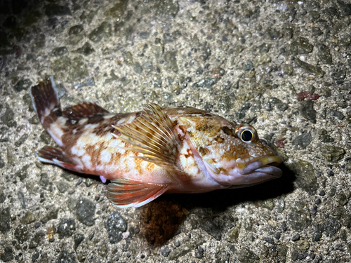 ガシラの釣果