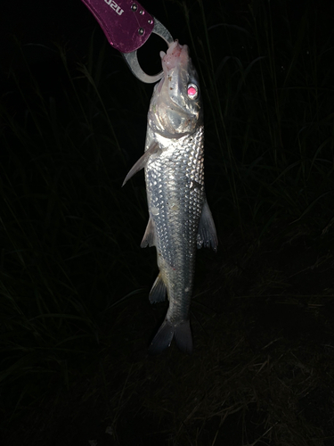 ニゴイの釣果