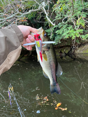 ラージマウスバスの釣果