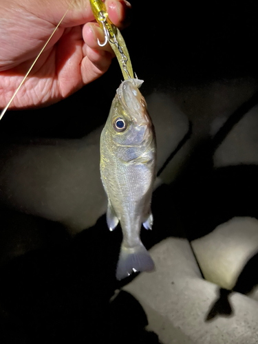 セイゴ（マルスズキ）の釣果