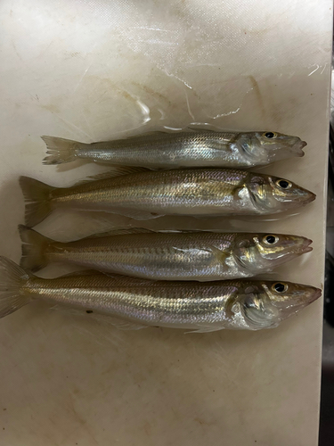 シロギスの釣果