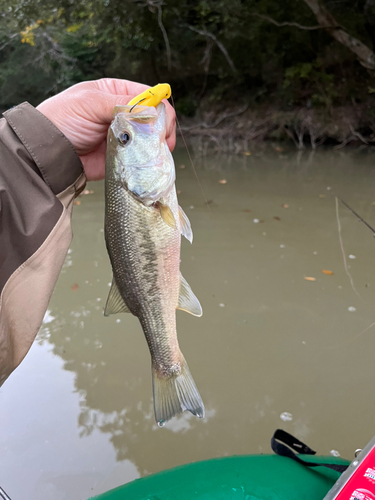 ラージマウスバスの釣果